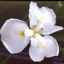 Iris ensata alba